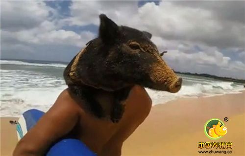一只不安分的猪！冲浪是它梦寐以求的事！今天，猪场老板，带着它离开了农村的养猪场，踏上了梦想的沙滩！