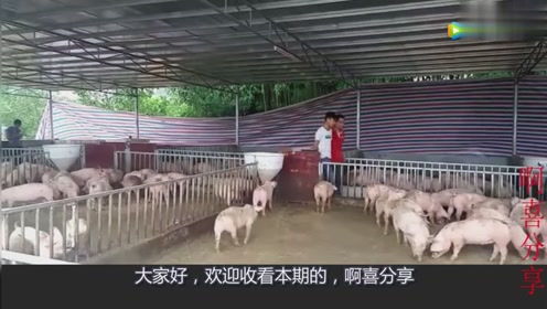 如果明年养猪都没有利润？那以后中国就没有人养猪了吗？