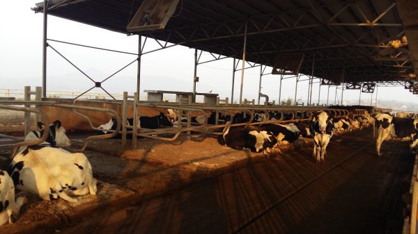 借鉴：牛粪处理技术，养牛场的牛粪怎么处理变成有机肥？