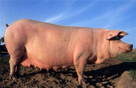 政策限制高铜倒逼养猪业转型，有机微量元素要火？