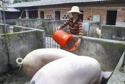 为什么农村小猪场难以规模化？说出来农民很无奈啊！