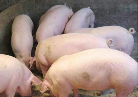 北京市畜禽养殖规模有序调减，生猪存栏量首次低于百万头...