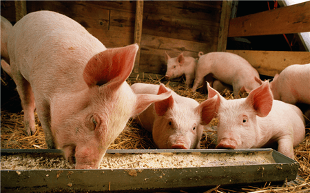 猪价上涨之势放缓，“非洲猪瘟”谣传或是主要原因！