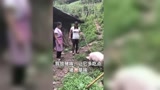农村媳妇在家没事，研究出了养猪新方法！