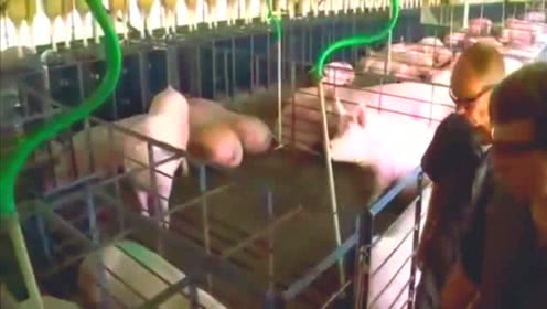 外国农人最干净的养猪场，有比得上的吗？
