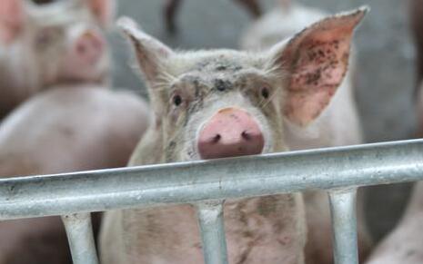 环保大整治！某市290家生猪养殖场再关闭退出