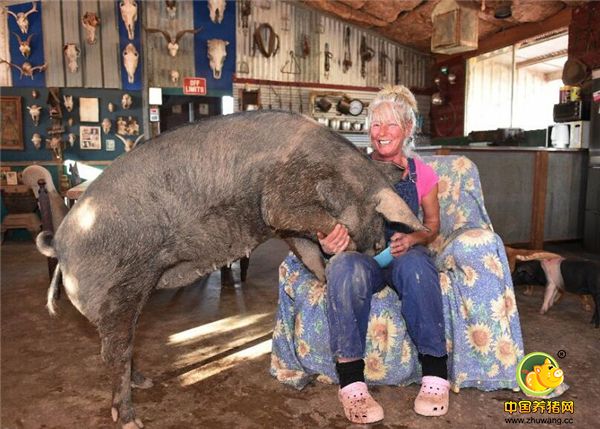 猪先生在进食的时候总是喜欢在猪小姐的腿上。