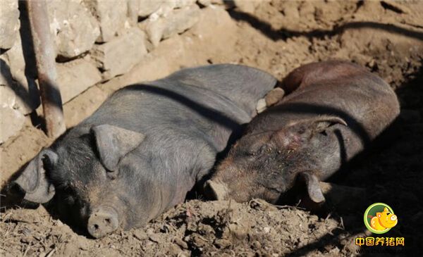 这家是去年十月份抓的两只小猪崽儿，到现在已经有200多斤了，到了年底就会长到五、六百斤，年底自己家杀一头宴请亲戚朋友，另一头卖了还能赚钱。