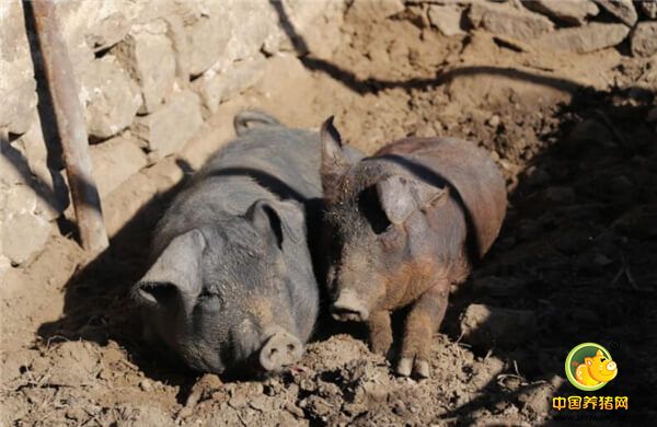  农村建猪圈也有讲究，建不好猪不长膘