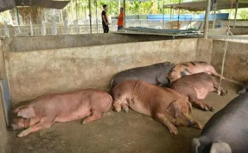 进口猪肉少了，但农业农村部说下半年的猪价还得跌？