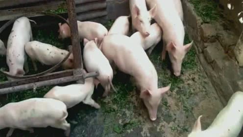 越南农人养猪户的养殖方式，好别致！