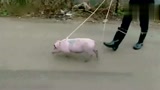 火爆奇葩富二代与猪相处起来莫名和谐，溜着猪散步，太搞笑了！