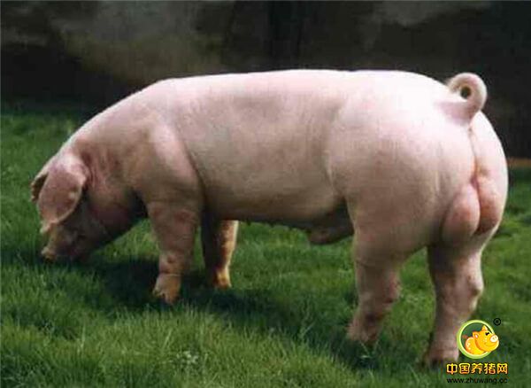 夏季养殖猪舍降温的几个实用小方法，用好了解决猪场大问题！