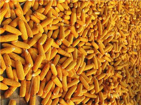 官方：玉米供应缺口2000万吨！未来玉米价格要暴涨？
