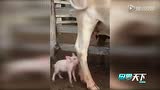 小猪仔站母牛身下偷喝奶，抱腿吸不停！