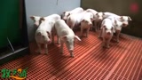 24小时全自动养猪模式，简直是自动赚钱机器！