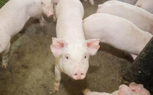 东北地区疫情解除后，生猪价格还能火爆？