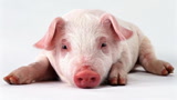 转基因技术已经成熟，猪将是下一个“受害者”？