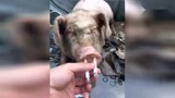 真享受！猪猪还会抽烟？