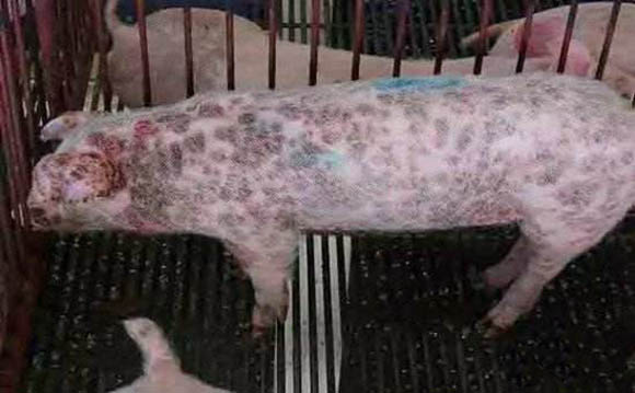 猪坏死性皮炎及皮肤疾病的诊断