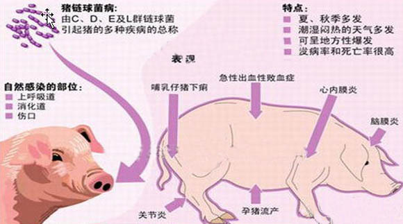 实用：猪链球菌的防治措施