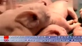 再出养猪神器，全自动母猪升降产床视频实拍！