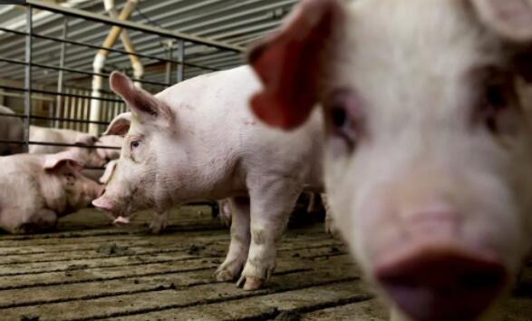 西班牙生猪屠宰量超其人口数量，政府承诺大力整顿肉类行业...