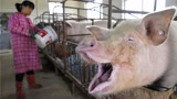 猪肉需求量这么大，为何农民都不养猪了？