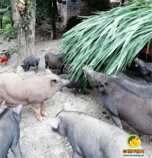 养猪面临猪瘟问题，而这里养的猪不仅没有猪瘟，还野性十足！