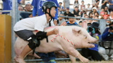 日本最奇葩的比赛，人骑在猪背上冲刺，能坚持10秒就奖励50万！