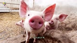 养猪人想节省饲料，早出栏，每头猪多赚钱，仔猪就要这样养