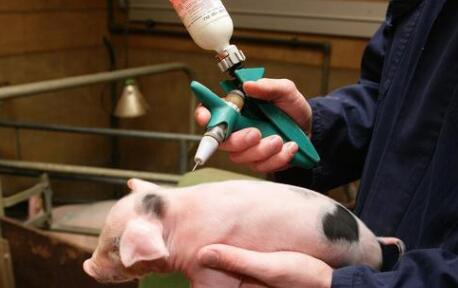 养猪人注意丨猪瘟疫苗这样免疫，才能保证免疫效果不花冤枉钱！