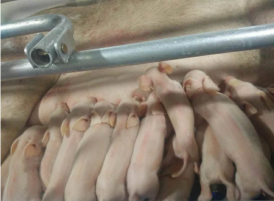 8月26日，天兆猪业集团分公司黑龙江天兆木兰县蒙古山核心育种场传来喜讯，在这里安家落户的千头法系原种猪在18时20分顺利产下第一窝仔猪，活产仔17头。