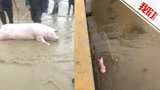 潍坊一养猪场被冲毁：5000头猪被冲走损失700万，部分村民撒网捞猪！