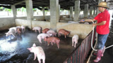 在农村人们把猪养在水泥地面，危害到底有多大？