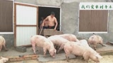 农村大伯卖猪，可是怎么也逮不住猪，5个大汉急的满头大汗!