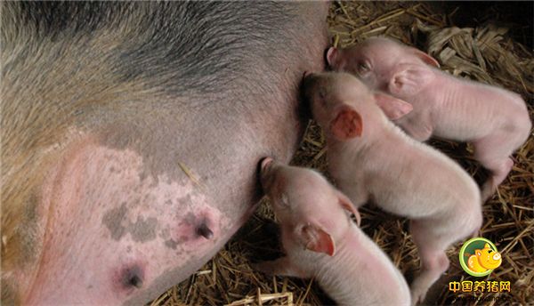 产前不检查母猪乳房 母乳是哺乳仔猪唯一的营养来源，而且猪乳房又不同于其它动物，一头仔猪都只吃一个乳头的乳汁，有固定乳头的习惯，一旦固定终身不变。乳房是否正常将决定一头仔猪能否成活或正常发育。生产中常见到母猪乳房出现发炎肿胀或萎缩现象，从而导致母乳分泌不足，仔猪因营养不良而发育受阻，易患病，死亡率增高。