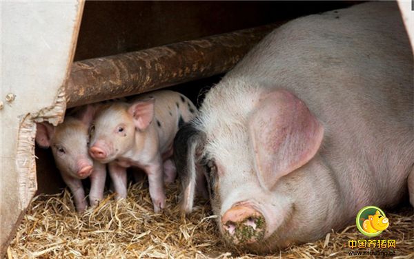 10年养猪经验老猪倌教你在母猪产前这样管理，让母猪产后快速恢复