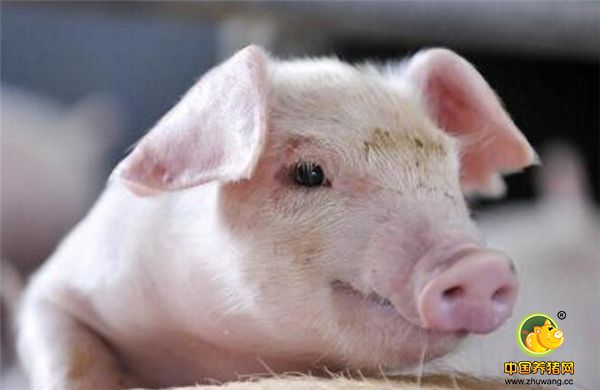 农村养殖户注意了，猪场想赚钱，这些是关键