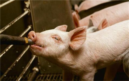 仔猪寄养的注意事项、原则和误区，有效提高仔猪成活率！