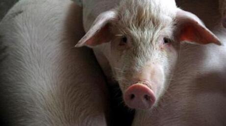猪吃料呕吐的原因分析，这些你都要知道！