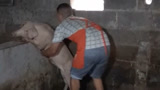 100斤的猪被抱起后挣扎的样子，哈哈哈