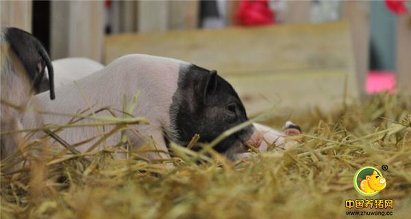 10只小猪萌翻卖场引市民围观挑逗显童趣。