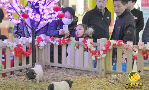 辽宁省沈阳市，某商场布置小猪乐园10只小猪萌翻卖场吸引市民围观少数市民用稻草挑逗小猪显童趣。