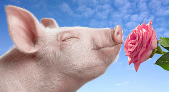 根据市场消息追踪，已有猪价突破10.00元/公斤，即便往年行情最好的时候也不过是九、十块钱，虽然这次是局部地区（浙江省、上海市）的暴涨，全国均价还是在7元左右！
