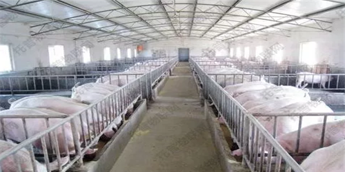 正邦科技：8月份生猪销售收入6.26亿元 “非洲猪瘟”防控仍在继续