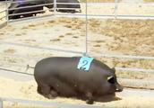 约克群猪vs越南猪赛跑，越南猪：同是猪，汝何秀？