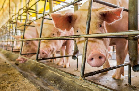 JBS称中美贸易纠纷压低其美国猪肉价格和利润率