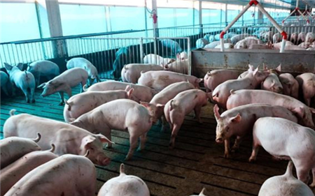 日本时隔26年，再次爆发猪瘟，停止猪肉出口