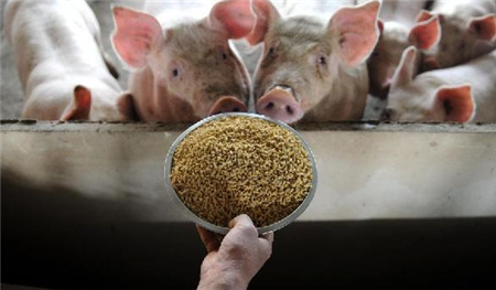 近期猪价出现“区域性”大涨，会有持续性吗?